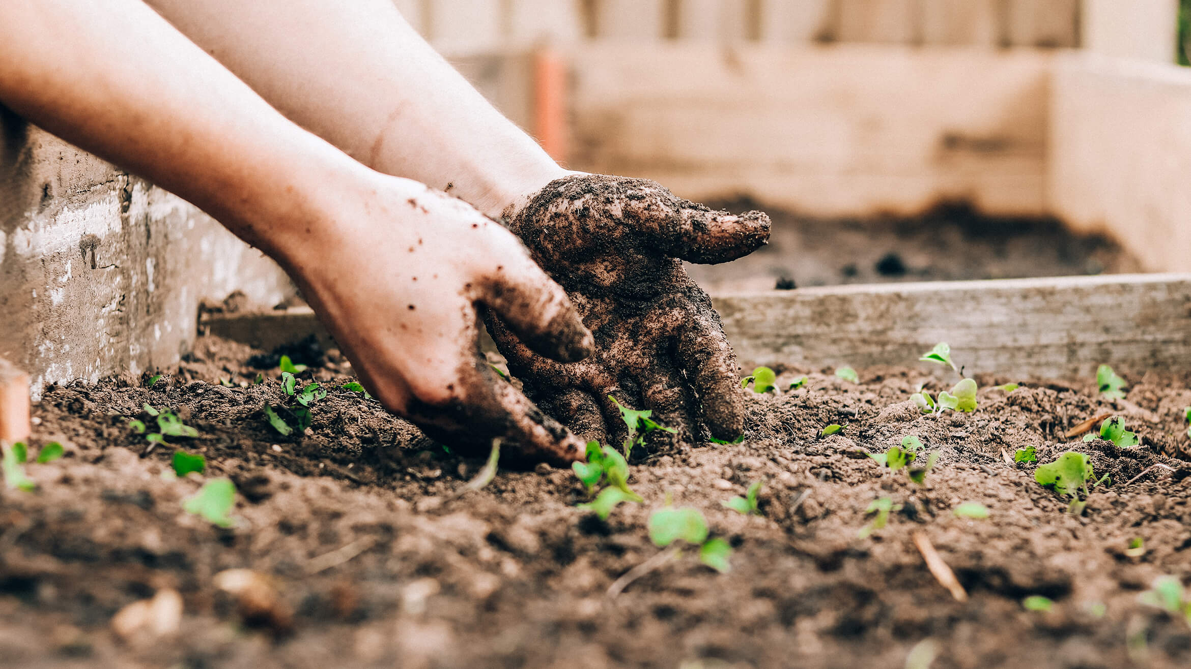 Hands using gardening tools to plant a seedling